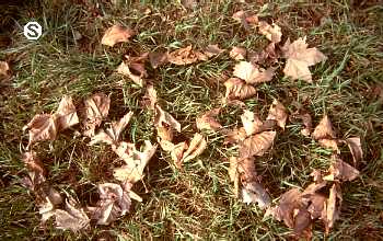 Serenelli's Bicycle Fantasy Photo