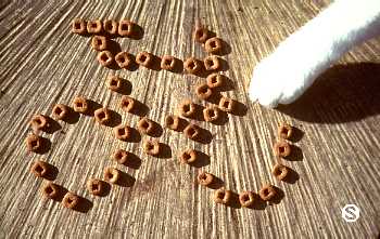 Serenelli's Bicycle Fantasy Photo